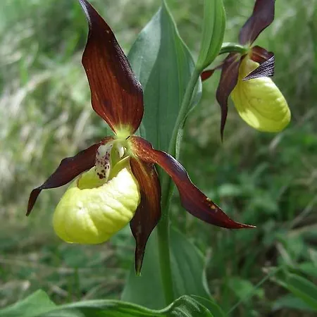 Biancaneve Hotel Oulx